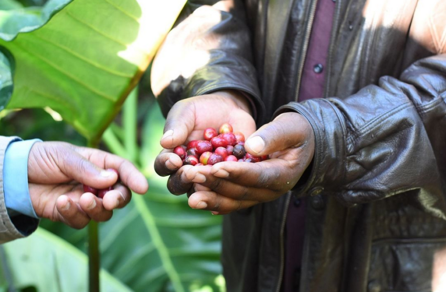 Crop to Cup Coffee Importers